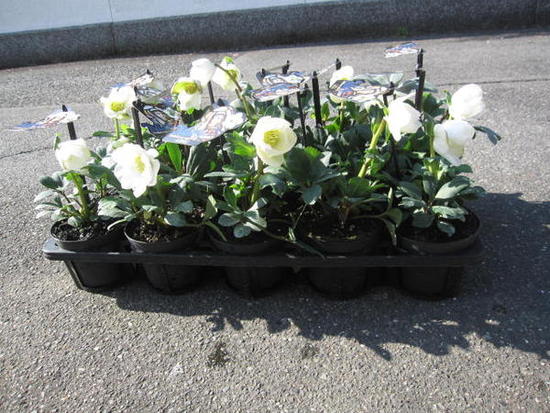 楽天市場】2026年1月頃に開花冬に咲く白い花クリスマスローズ開花株