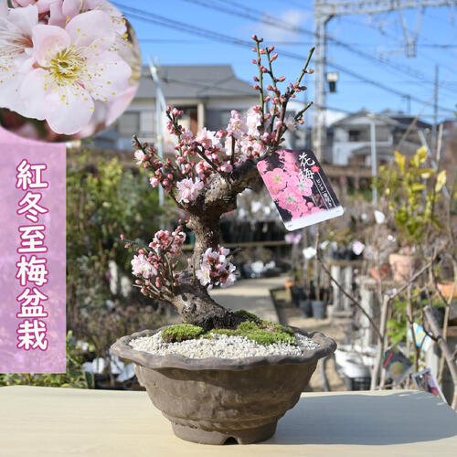 梅 (野梅系紅花八重咲き)[寒衣] 大品盆栽 梅 (野梅系紅花八重咲き