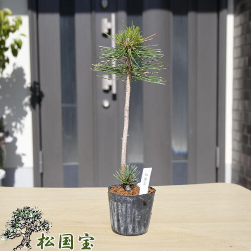 楽天市場】マツ 五葉松 【吉沢錦】 3.5号ポット苗 【ハナヒロバリュー