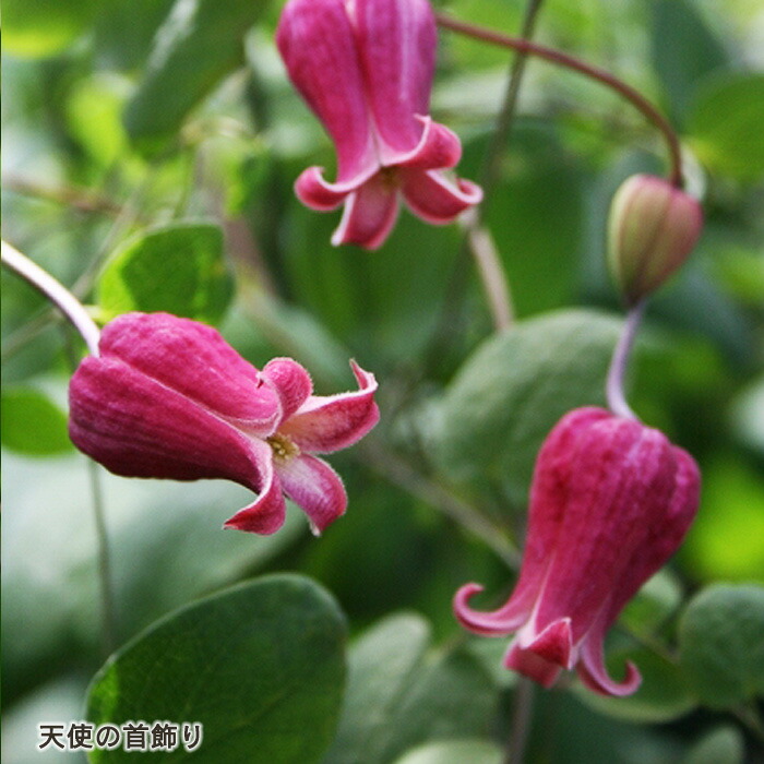 楽天市場】クレマチス 苗 マクロペタラウェッセルトン アトラゲネ系