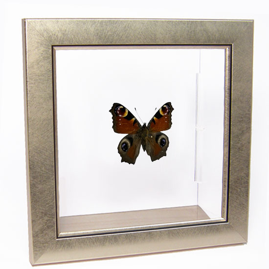 楽天市場】昆虫標本 蝶の標本 キアゲハ メタリック調ライトフレーム