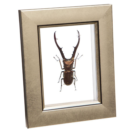 楽天市場】昆虫標本 エラフスホソアカクワガタ 桐箱20.5×15.5cm : ソプラノ