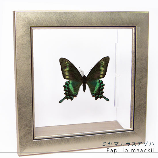 楽天市場】昆虫標本 蝶の標本 ミヤマカラスアゲハ アクリルフレーム