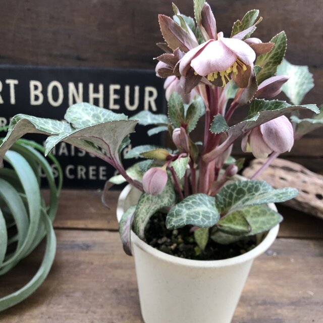 楽天市場】クリスマスローズ チベタヌス 花苗 原種クリスマスローズ