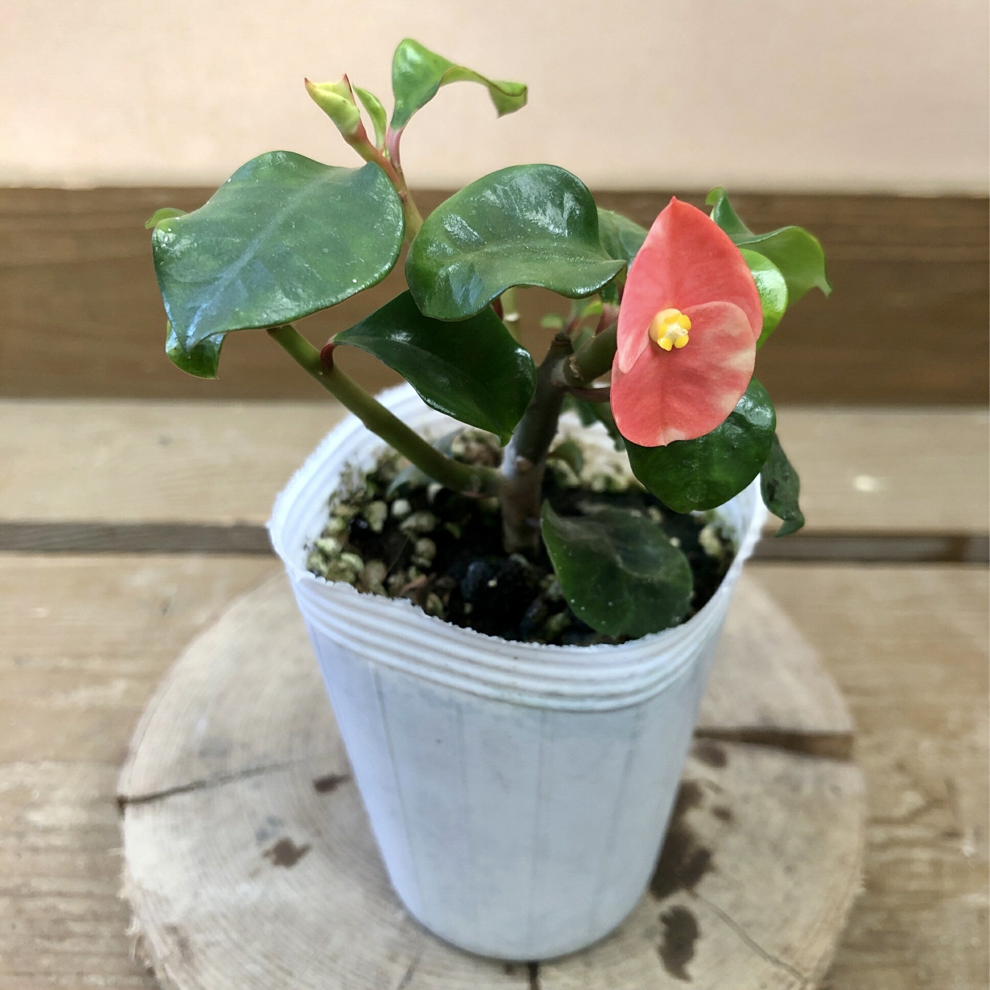 楽天市場】多肉植物：大輪花キリン シャインキッス*ユーフォルビア