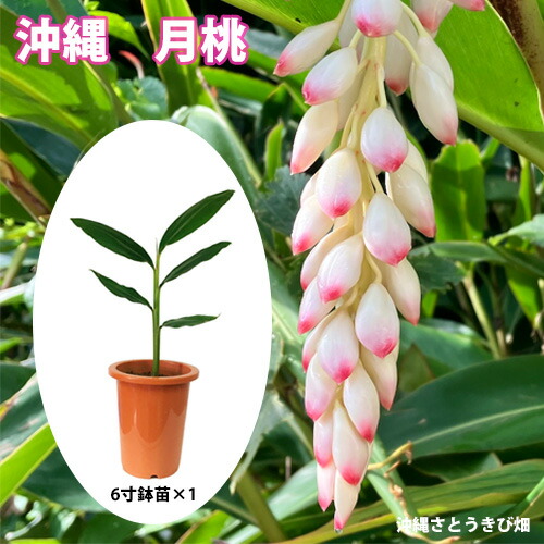 楽天市場】ホワイトサポテ苗 スマザーズ種 接木苗 : 沖縄サトウキビ畑