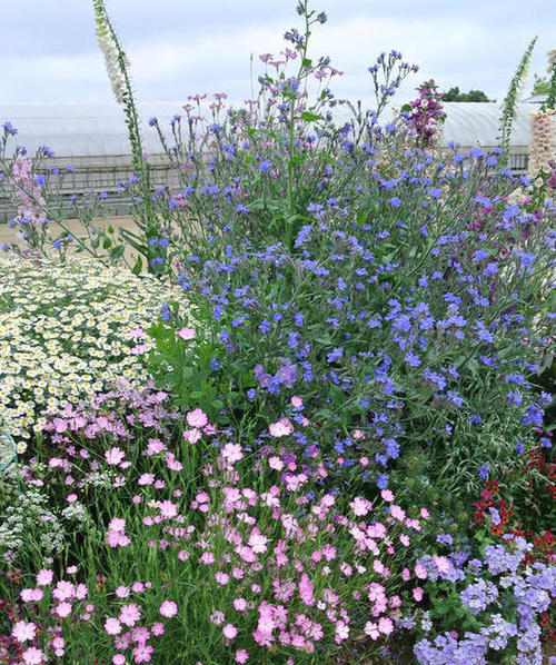 楽天市場】花苗 春 多年草 宿根草 花 アンチューサ プリーズストレイン