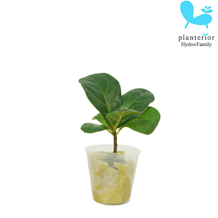 楽天市場】鉢花 観葉植物：フィリカ プベッセンス ワフトフェザー