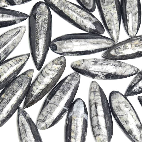 楽天市場】オルソセラス 直角貝 ミニサイズ 化石◇モロッコ産◇種類お