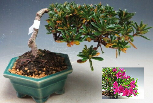 楽天市場】盆栽 花芽付き！皐月（サツキ）（星の輝）【現品】2026春