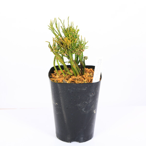 楽天市場】【現品販売】松葉蘭 青龍角 3.5号観音鉢 マツバラン 古典