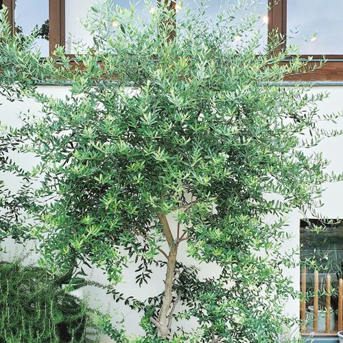 オリーブ・ジャンボカラマタ| 種・苗・ガーデニング用品の【タキイ