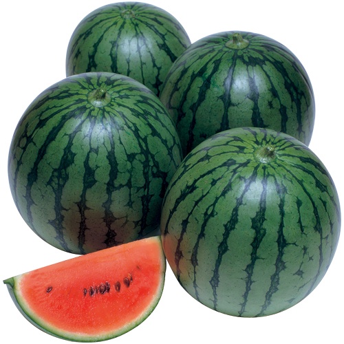 スイカ・紅しずく| 種・苗・ガーデニング用品の【タキイネット通販】