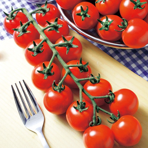 ミニトマト・TY千果 農水省登録品種（品種名：TTM106）| 種・苗