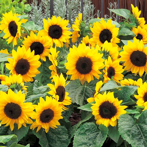 733-FHM413.jpg?202602031613