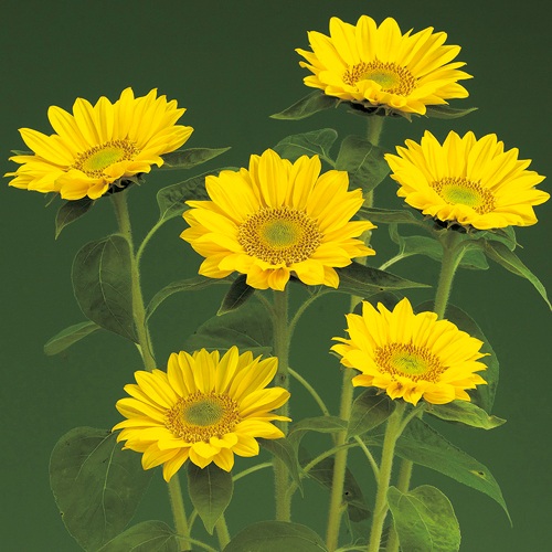 ひまわり・F1サンリッチUP フレッシュレモン| 種・苗・ガーデニング