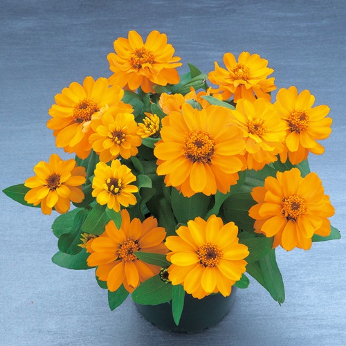 百日草（ジニア）・ベリーズダブル オレンジ農水省登録品種 (品種名