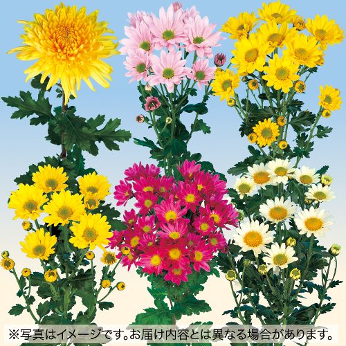 寒咲き菊おまかせ ミックス| 種・苗・ガーデニング用品の【タキイ