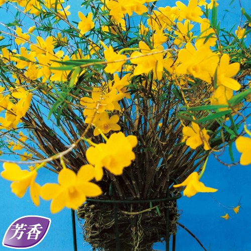 竹葉セッコク| 種・苗・ガーデニング用品の【タキイネット通販】