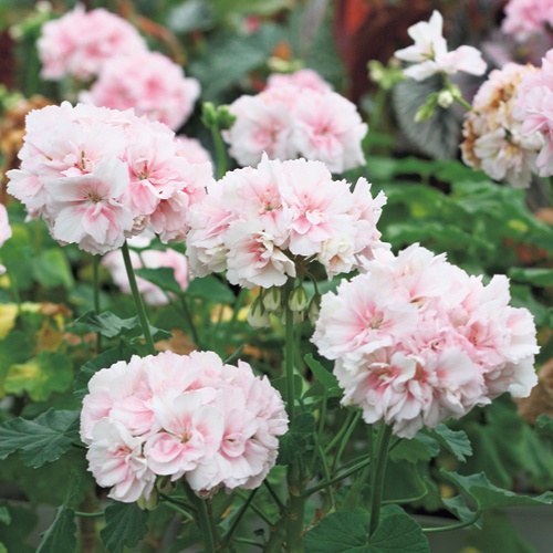 ゼラニューム・源氏花車| 種・苗・ガーデニング用品の【タキイネット通販】