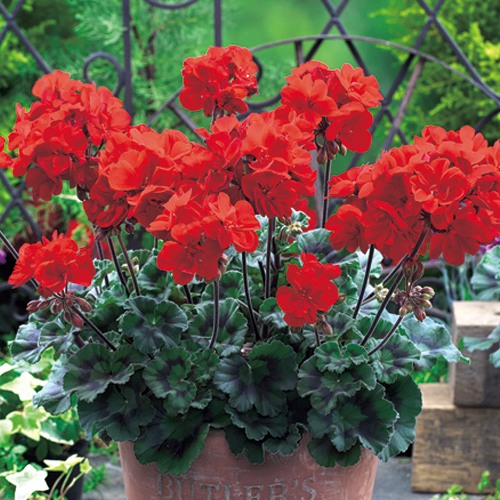 栄養系ゼラニューム・ムーンライト トゥンバオ（R） 農水省品種登録