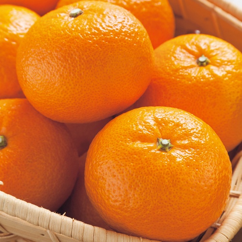 かんきつ・津之輝 農水省登録品種| 種・苗・ガーデニング用品の