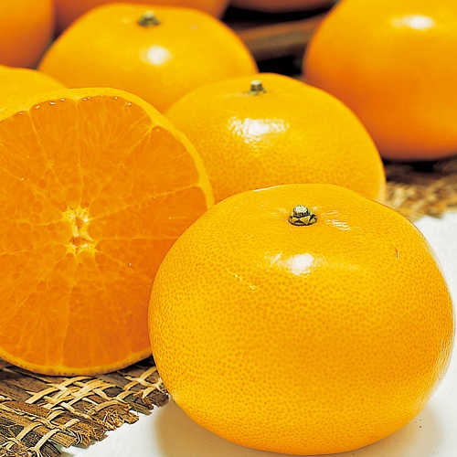 かんきつ・せとか 農水省登録品種| 種・苗・ガーデニング用品の