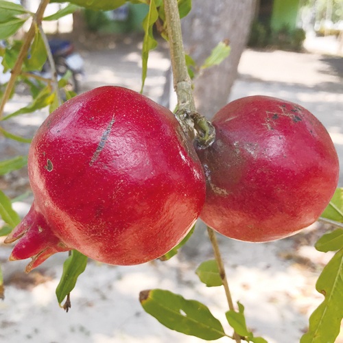 ザクロ・ペルシャブラック| 種・苗・ガーデニング用品の【タキイネット