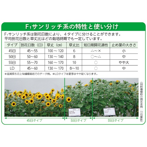 ひまわり・F1サマーサンリッチ オレンジ45| 種・苗・ガーデニング用品