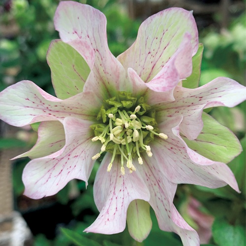 クリスマスローズ・パピエ| 種・苗・ガーデニング用品の【タキイネット