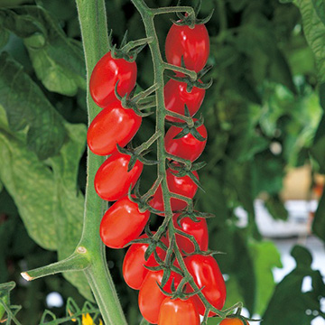 ミニトマト・千恋 農水省品種登録出願中（品種名：TTM174）| 種・苗