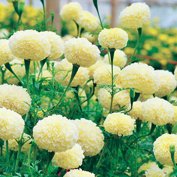 マリーゴールドの種・タネ｜タキイネット通販【公式】