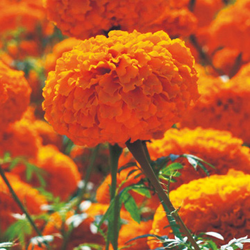 マリーゴールドの種・タネ｜タキイネット通販【公式】