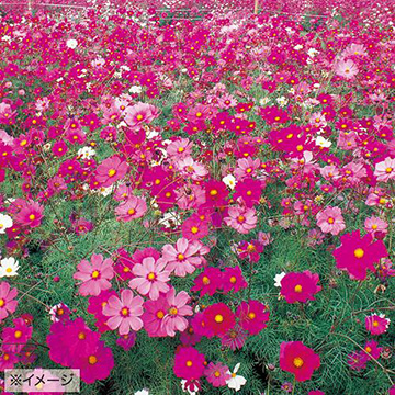 733-FCS110.jpg?202603041439