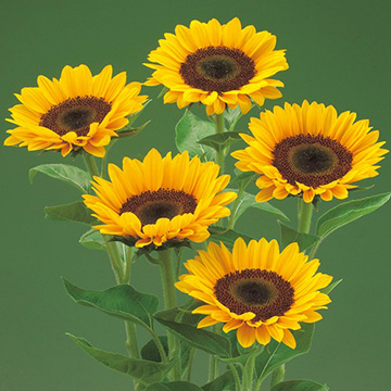 733-FHM475.jpg?202603041439