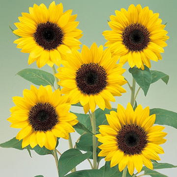 ヒマワリの種・タネ｜タキイネット通販【公式】