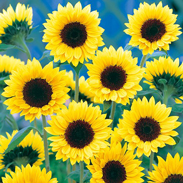 ひまわり - 種・苗・球根・園芸用品・農業資材の通販サイト【タキイ