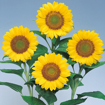 ヒマワリの種・タネ｜タキイネット通販【公式】