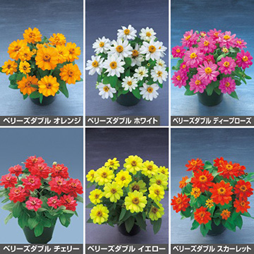 百日草（ジニア）・ベリーズダブル（花タネ）セット| 種・苗