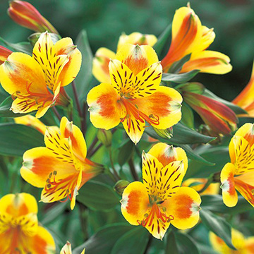 733-WAL003.jpg?202602031613