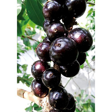 四季なり大実 ジャボチカバ 【大苗】(15cm)| 種・苗・ガーデニング用品