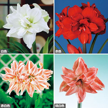 球根セット｜タキイネット通販【公式】