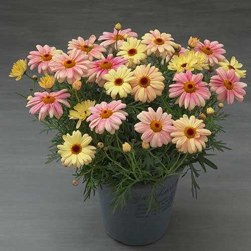 マーガレット・マックスマム 朝焼けピンク| 種・苗・ガーデニング用品