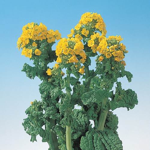 花菜・黒川寒咲| 種・苗・ガーデニング用品の【タキイネット通販】