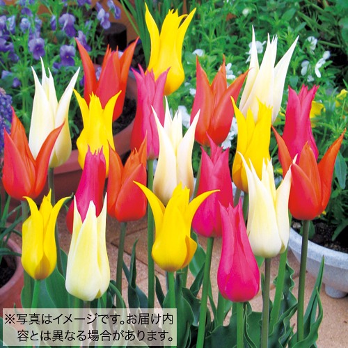 百合咲きチューリップ ミックス| 種・苗・ガーデニング用品の【タキイ