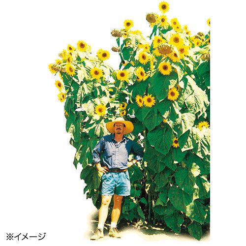 ひまわり・コング| 種・苗・ガーデニング用品の【タキイネット通販】