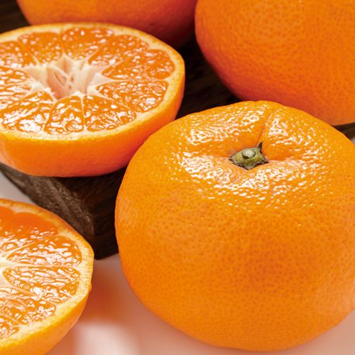 かんきつ・南柑20号| 種・苗・ガーデニング用品の【タキイネット通販】