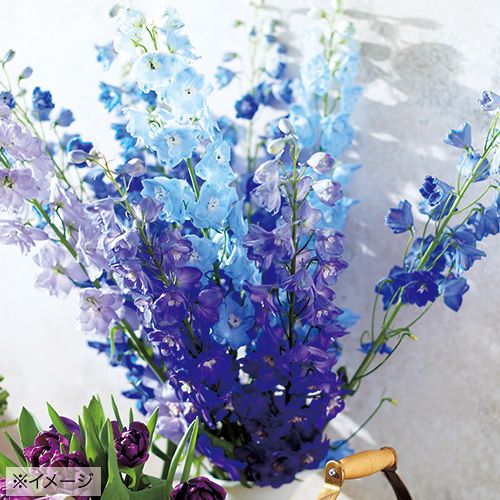 デルフィニウム・F1オーロラ ライトブルー| 種・苗・ガーデニング用品