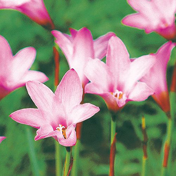 球根セット｜タキイネット通販【公式】(4ページ目)