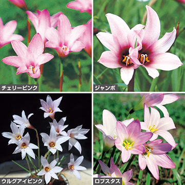 球根セット｜タキイネット通販【公式】(4ページ目)